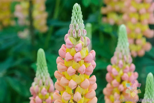 African Sunset Lupine Seeds - 25+ Pack for Garden Planting - Lupinus polyphyllus - USA Grown