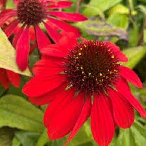 50 Sangita Coneflower Seeds, Echinacea Purpurea, Perennial Flower Seeds, USA Seller
