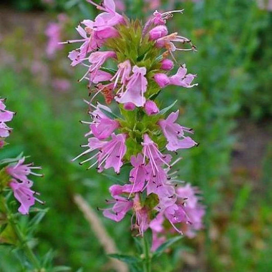 Hyssop Seeds 100 Count | Rose Perennial Herb | Hyssopus officinalis | Aromatic, Medicinal, Culinary Use