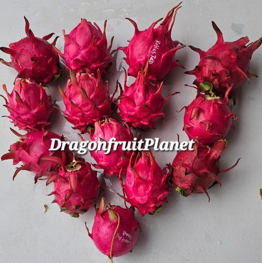 Dragon Fruit Cuttings 12-18 Inches 20+ Varieties Hylocereus spp.