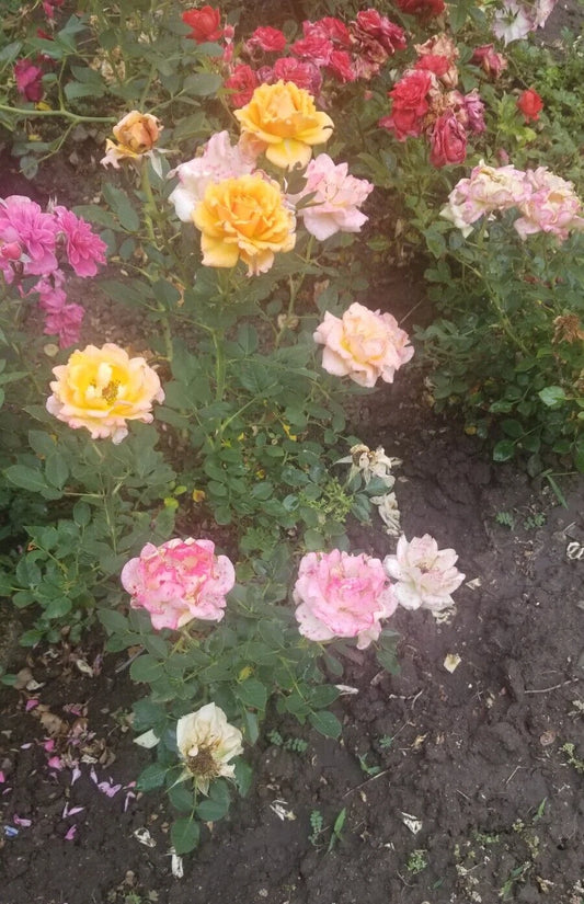Miniature Rose Cuttings - 3 Fresh Apricot to Pink Varieties - Rosa spp.