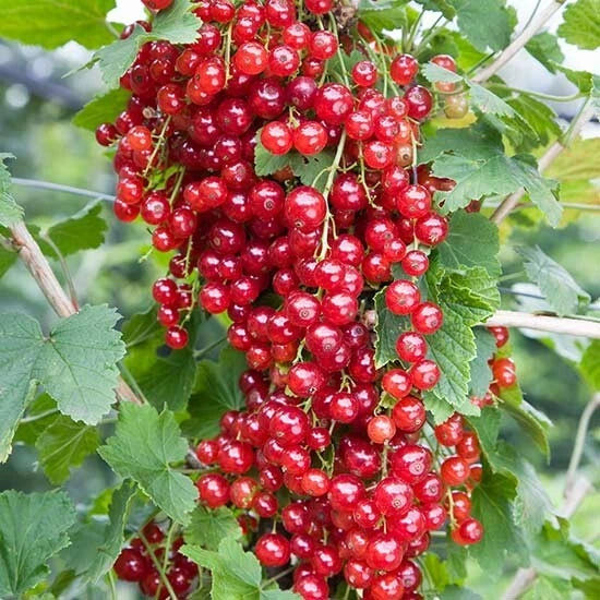 Red Lake Currant Plant - 1 Rooted Starter - Zones 3-7 - Self-Pollinating - Ribes rubrum - Fruiting Shrub for Jams & Juices