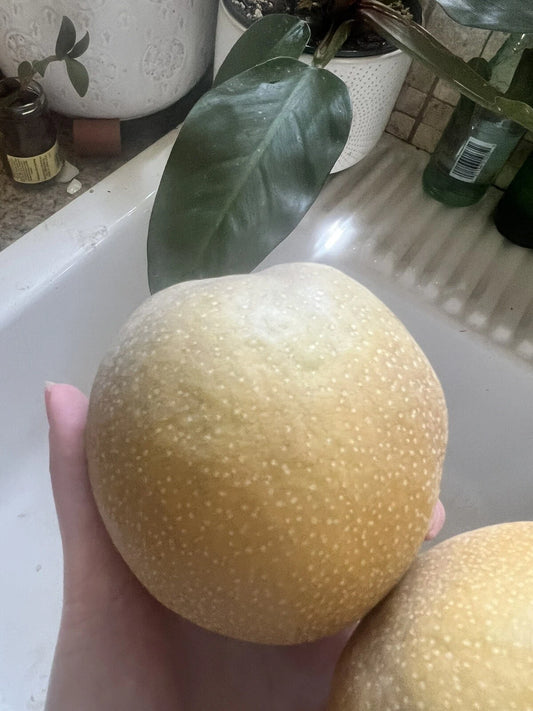 Asian Pear Seeds (5 Pack) Non-GMO Edible Variety for Fruit Garden - Pyrus pyrifolia Juicy Smoothies