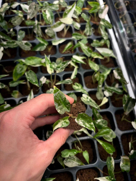 Alocasia Bambino Pink Variegated Starter Plug - Unique Houseplant for Indoor Garden - Variegated Alocasia Plant