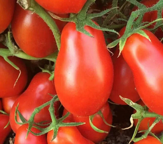 Italian Roma Tomato Seeds 100+ Count, Determinate Variety for Garden, Perfect for Sauce (Solanum lycopersicum)