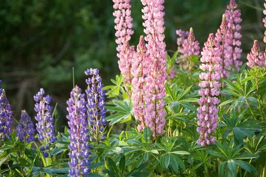 Lupine Seeds - Dwarf Pixie Delight Mix - 50 Seeds - Colorful Flowering Plants - Ideal for Gardens and Borders