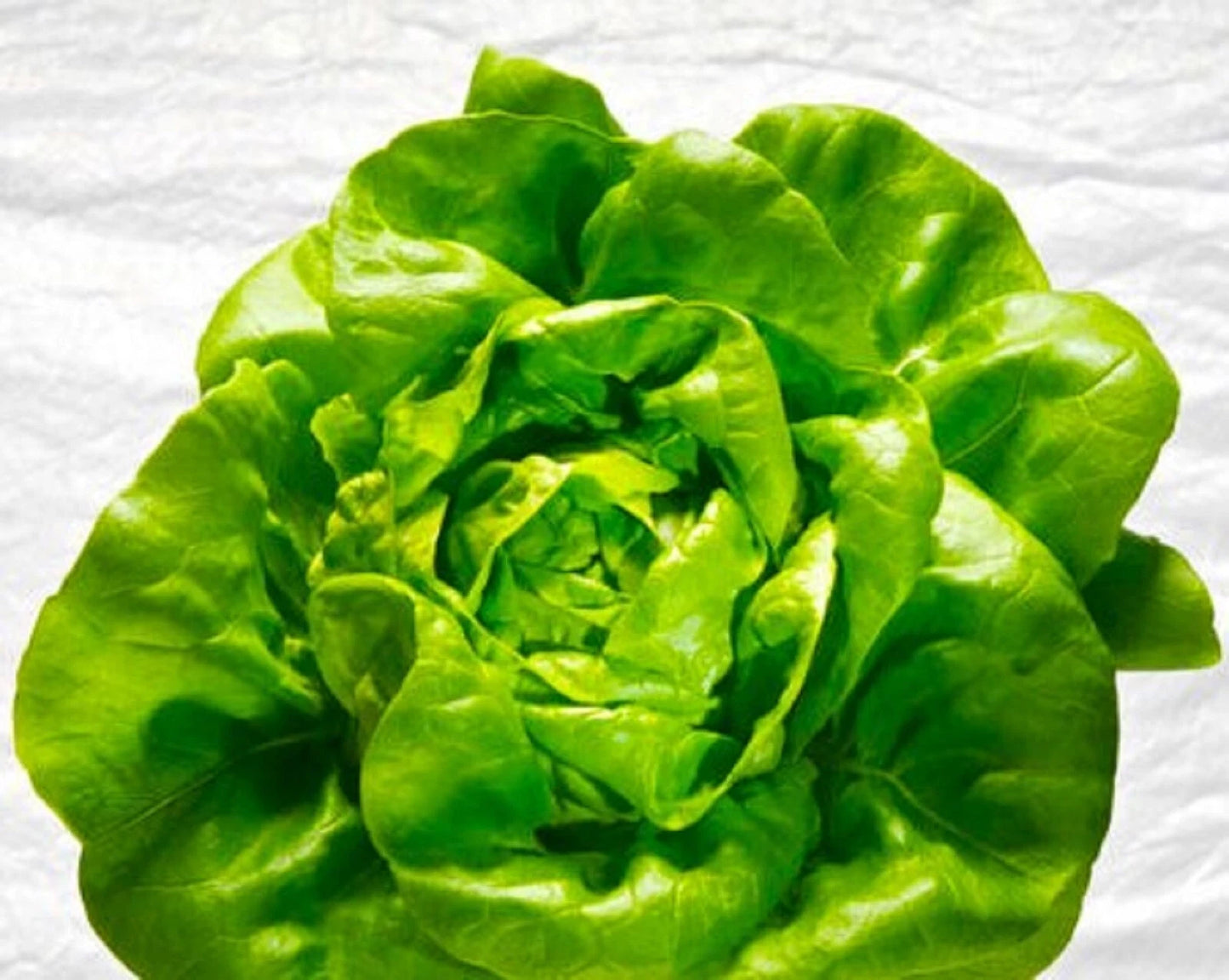 Butter King Lettuce Seeds 250+ Non-GMO Organic Varieties for Planting - Lactuca sativa