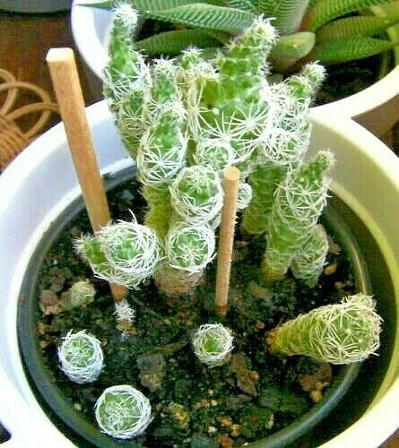 Cacti Cuttings Set of 6, Phyllocactus & Mammillaria, Succulent Plant Cuttings, Indoor Garden Décor