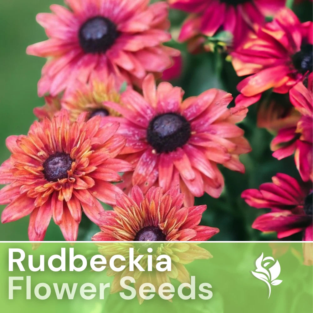 Rudbeckia Seeds - Sahara Rose Variety - 125+ Annual Flower Seeds for Garden Planting