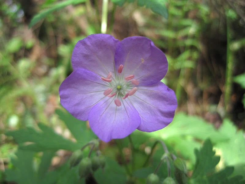 Wild Geranium Bare Root 15 ct. - Geranium maculatum - Native Perennial Flower for Gardens