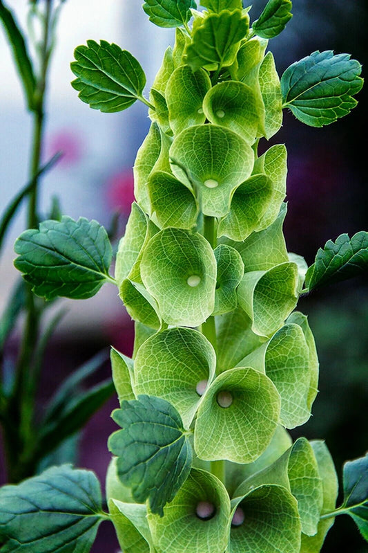 Bells of Ireland Seeds - 45 Seeds - Green Flowers - Molucella laevis - GroCo USA