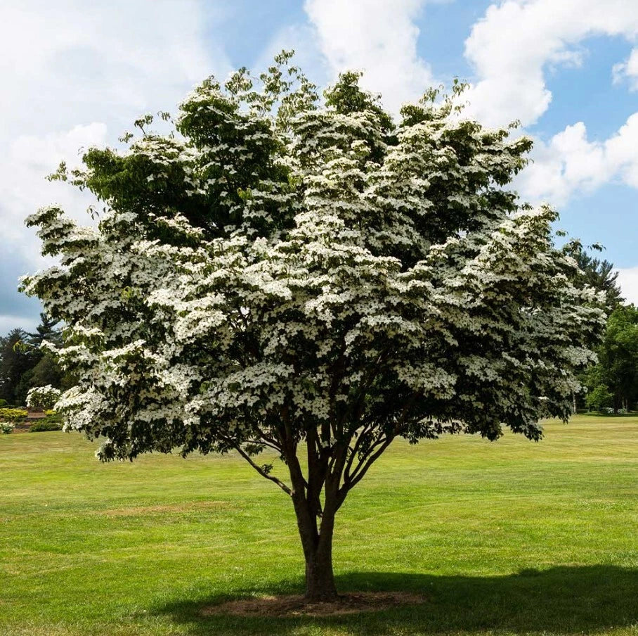Kousa Dogwood Trees Set - 12" Tall - 4" Pot - White Blooms - Cornus Kousa