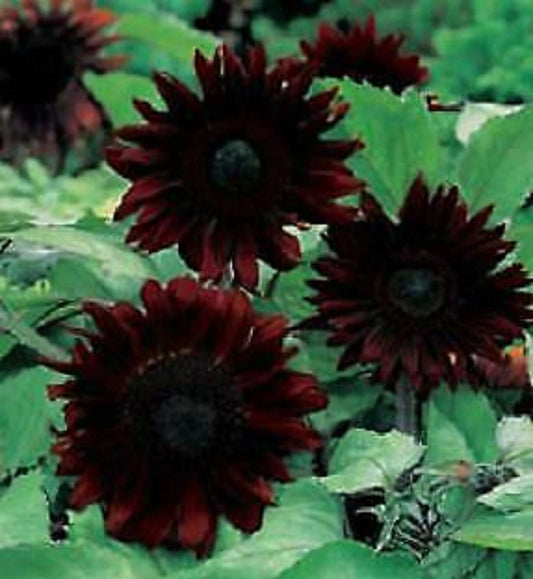 Black Magic Sunflower Seeds - 25 Perennial Flower Seeds - Helianthus annuus - US Seller
