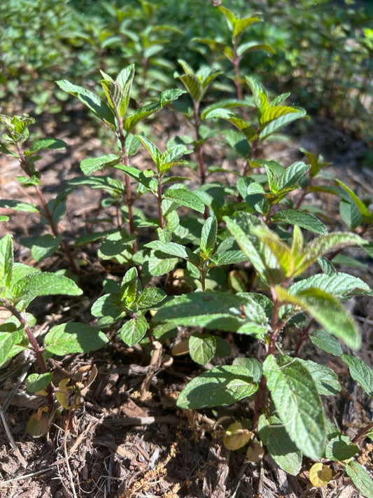 Chocolate Mint Plants - 12 Bare Root Plugs - Black Peppermint - Mentha × piperita 'Chocolate' - Organic, Pesticide-Free