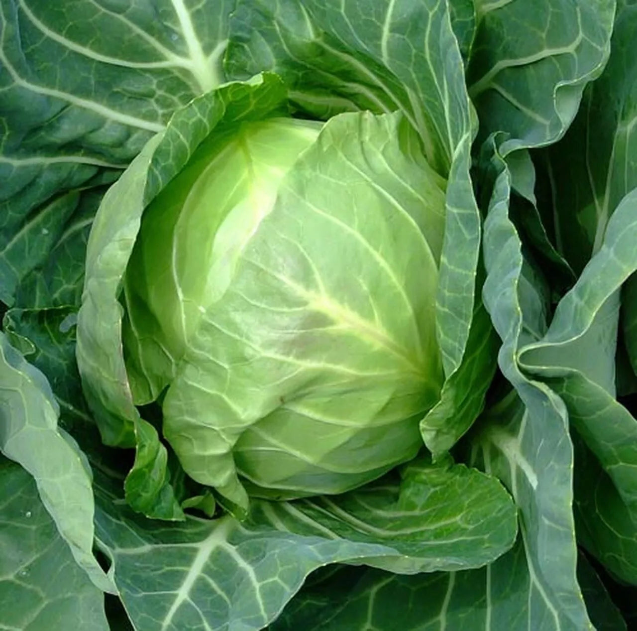 Cabbage Seeds, Early Variety, NON-GMO, Copenhagen Market, Free Shipping