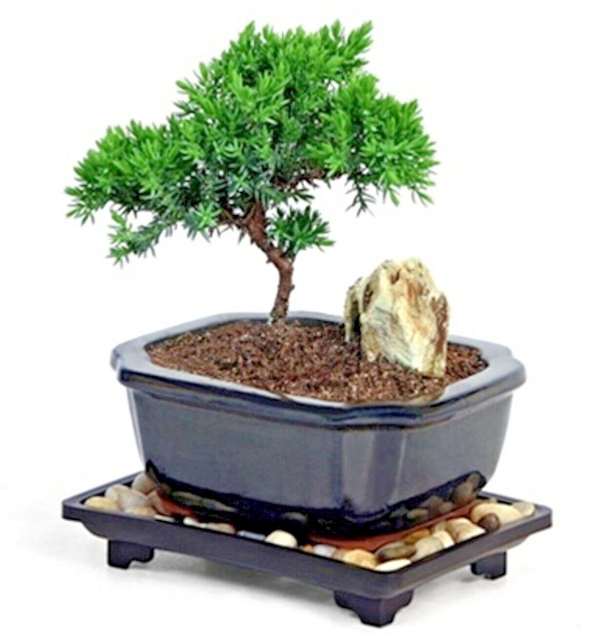 Juniper Bonsai Tree | 6" - 8" Tall | 2-3 Years Old | Potted in 5" Ceramic Pot | Juniperus spp.
