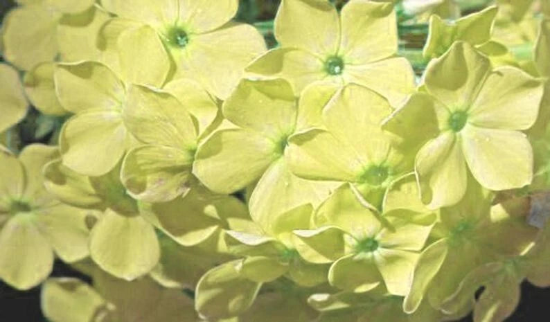 50 Yellow Phlox Seeds | Perennial Flower Seeds for Garden | Phlox paniculata | Attracts Bees & Butterflies