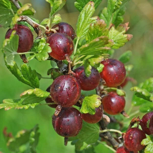 Jeanne Gooseberry Live Rooted Plant, Edible Shrub for Zones 3-7, Ribes uva-crispa, Home Garden Gardening