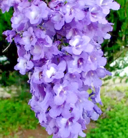 Jacaranda Mimosifolia Tree Seeds | 10 Rare Blue Flamboyant Seeds | Flowering Plant for Gardens and Landscapes