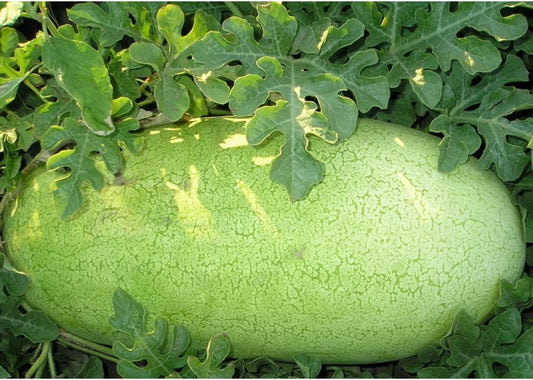 20 Seeds Charleston Grey Watermelon Heirloom - Beautiful Pale Green Skin Melon (Citrullus lanatus)