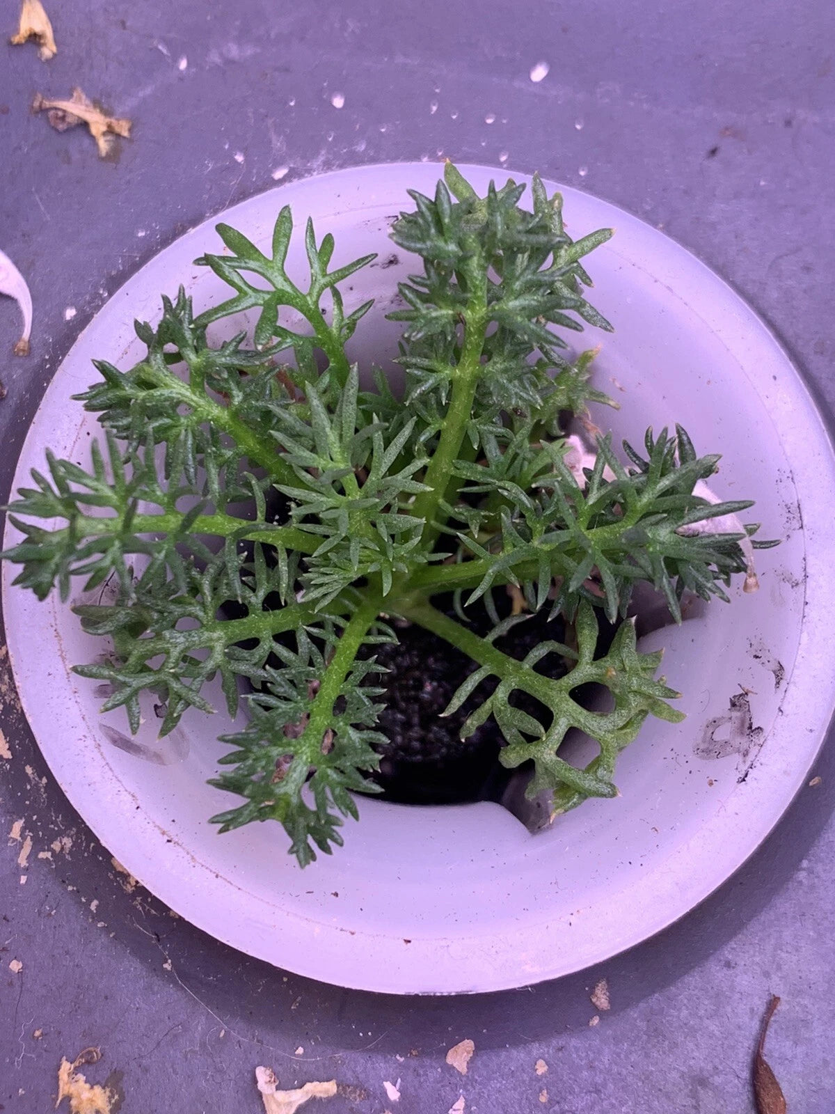 Chamomile Seeds - 100 Organic Non-GMO Medicinal Herbs for Garden Tea - Matricaria chamomilla