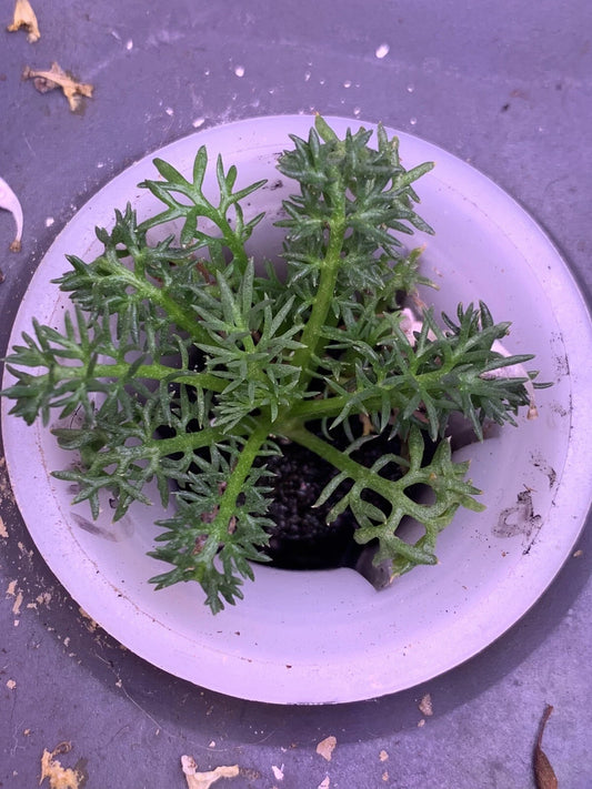 Chamomile Seeds - 100 Organic Non-GMO Medicinal Herbs for Garden Tea - Matricaria chamomilla