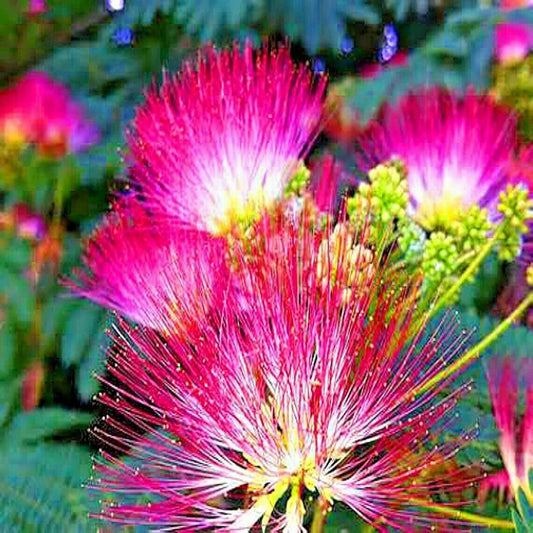 Mimosa Tree Seeds - Persian Pink Silk Flower - Albizia julibrissin - Bonsai Variety