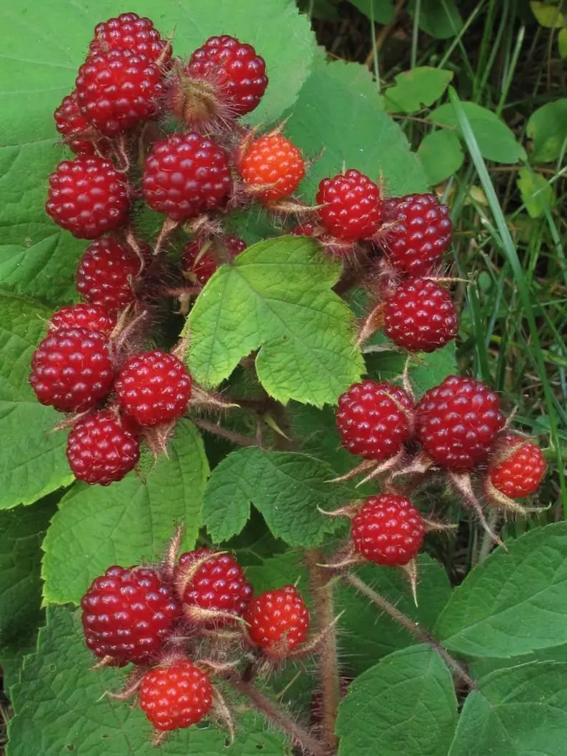 Wild Japanese Wineberry Bushes 4-Pack Live Plants Fruiting Rubus phoenicolasius Bare Root