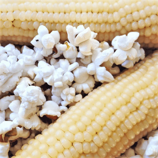 Japanese White Hulless Popcorn Seeds | Ornamental Popping Corn Seeds | Zea mays | 2025 Harvest