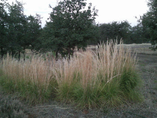 Feather Reed Grass Plugs, Live Ornamental Grass, Karl Foerster, 6 Bare Roots, Perfect for Landscaping - Calamagrostis acutiflora