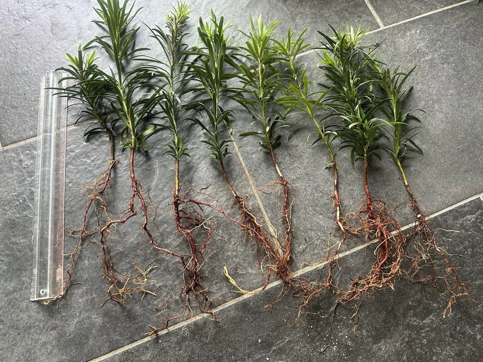 Bare Root Yew Plant 10 Inch Podocarpus Macrophyllus Evergreen Shrub for Hedges and Accents