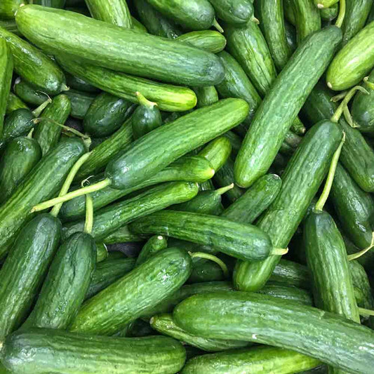 Beit Alpha Cucumber Seeds 50+ Non-GMO Persian Variety for Vegetable Garden - Cucumis sativus