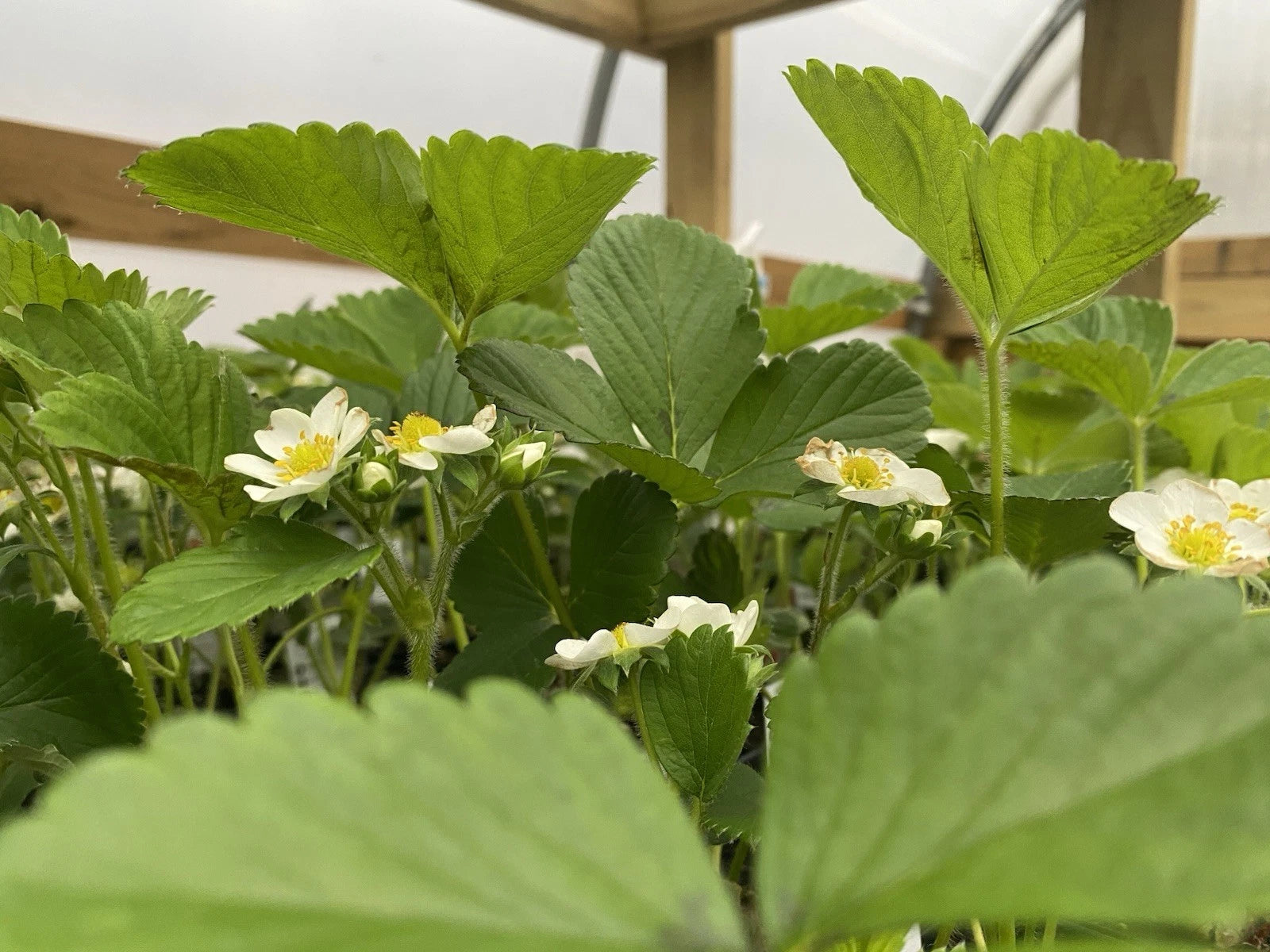 10 June Bearing Strawberry Plants - Bare Root - Fragaria x ananassa - Perfect for Outdoor Gardening, Spring 2025