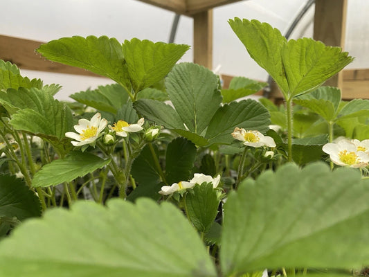 10 June Bearing Strawberry Plants - Bare Root - Fragaria x ananassa - Perfect for Outdoor Gardening, Spring 2025