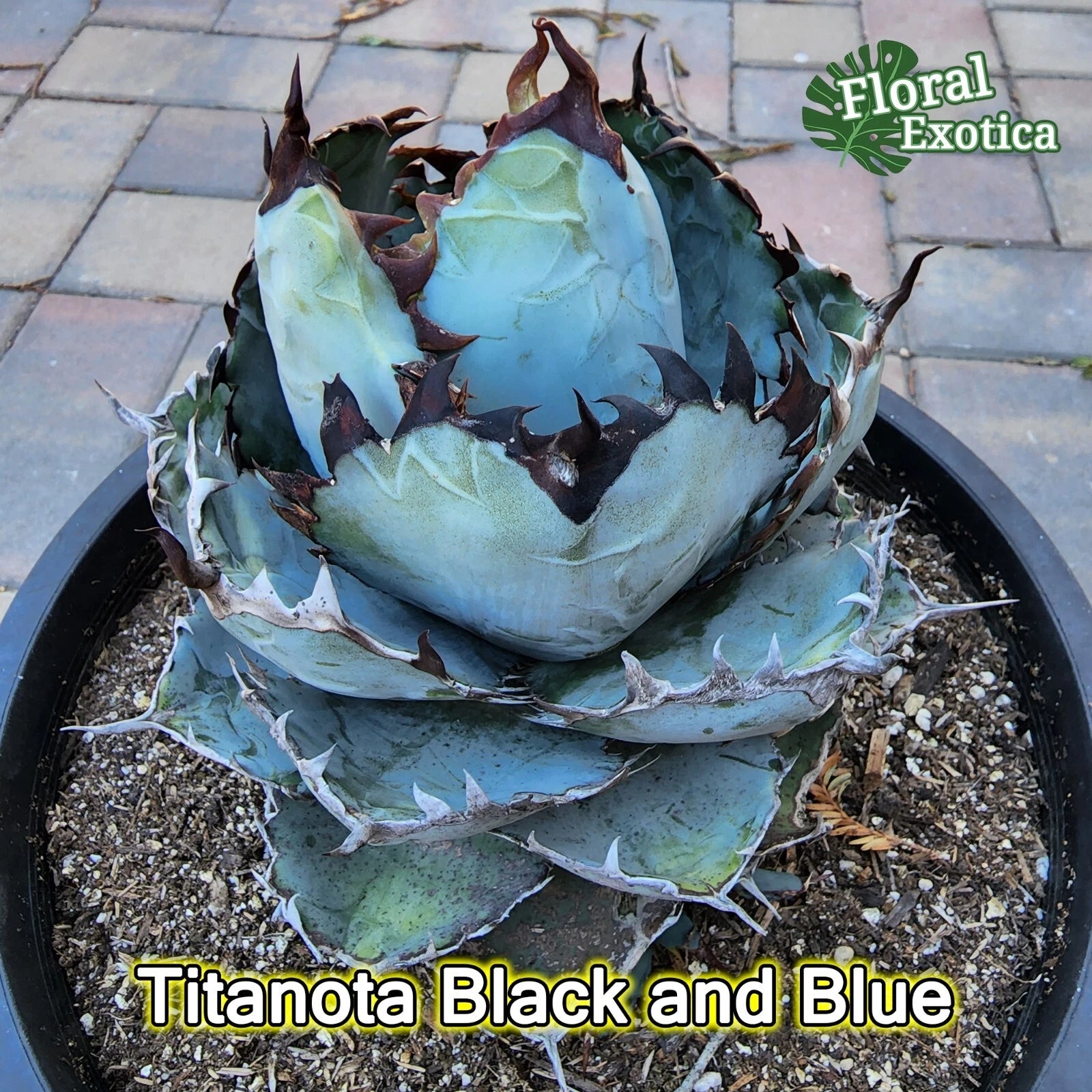 Agave Titanota 'Black and Blue' - 5" Starter Plant - Rare Succulent, Indoor/Outdoor, Drought-Tolerant, Unique Color