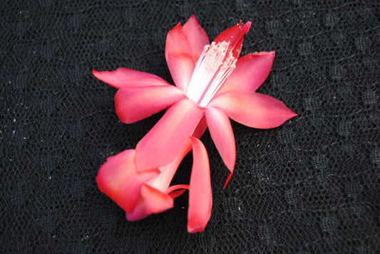 Christmas Cactus Starter Plant - Small Bolero Variety - Healthy Rooted Schlumbergera truncata