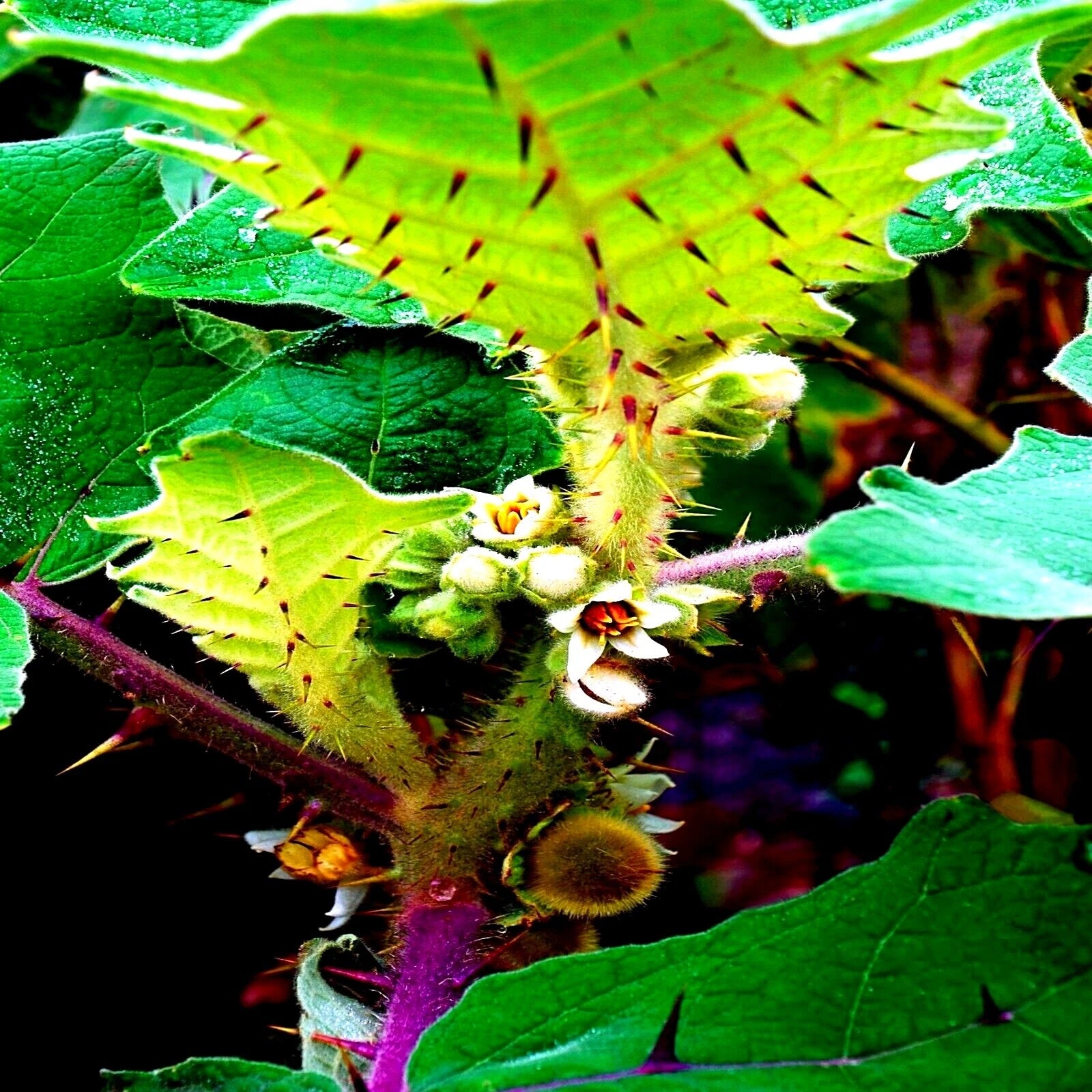 Naranjilla Orange Tree Seeds - Lulo Quito Variety - Solanum quitoense ...