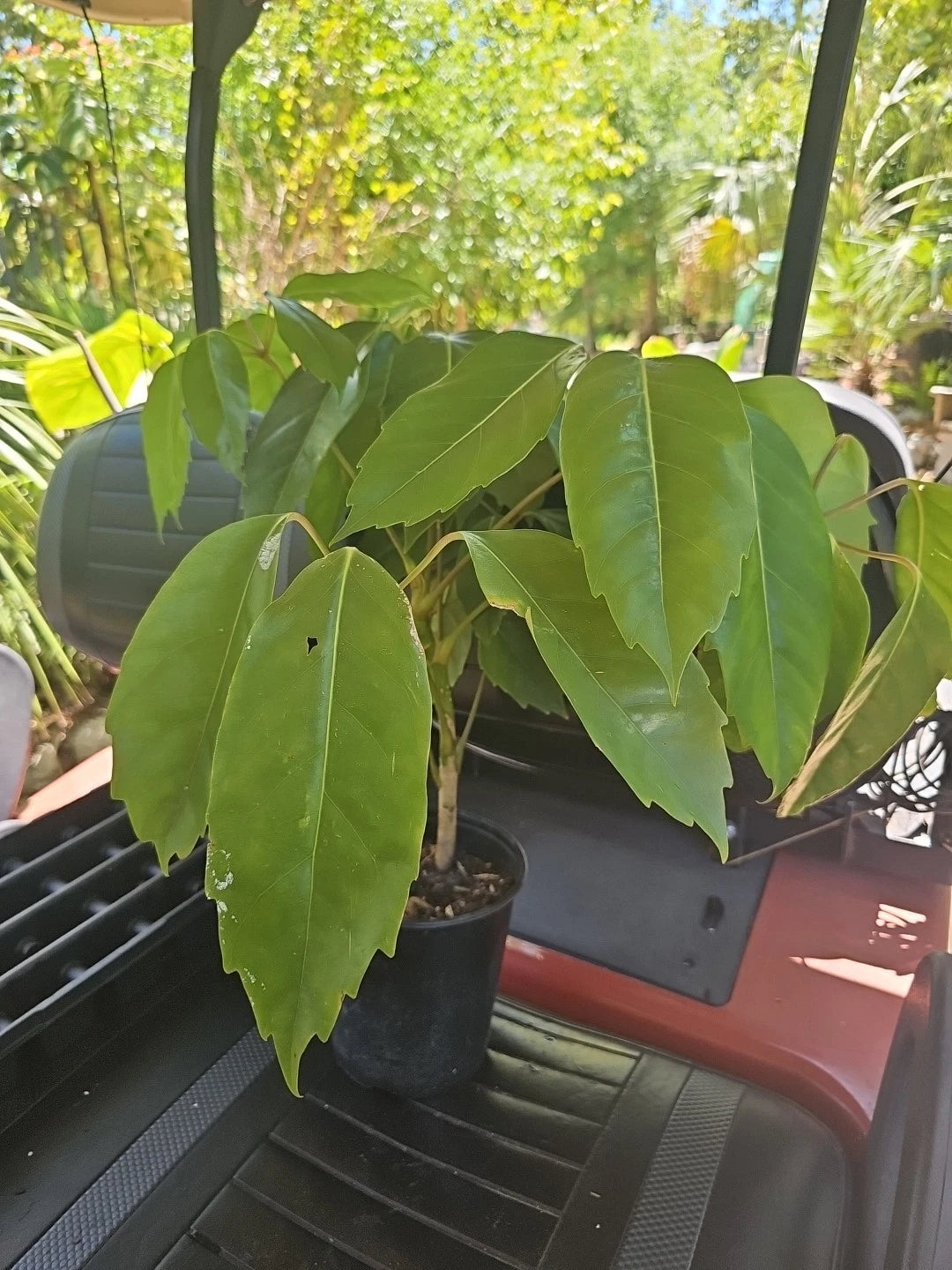octopus tree indoor plant Large Umbrella Tree Plant 4FT Schefflera Octopus Actinophylla Amate In – Jayme Garden