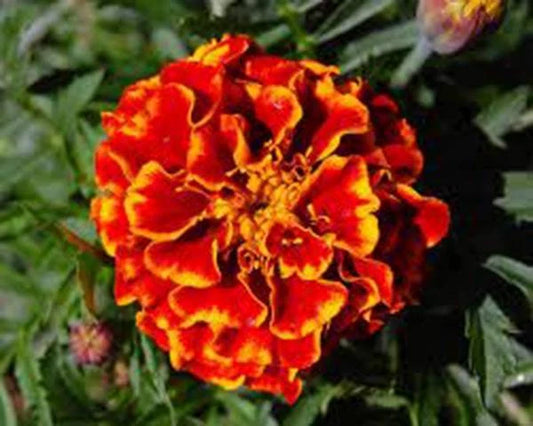 French Marigold Seeds - 1000+ Assorted Color Flower Seeds - Tagetes patula