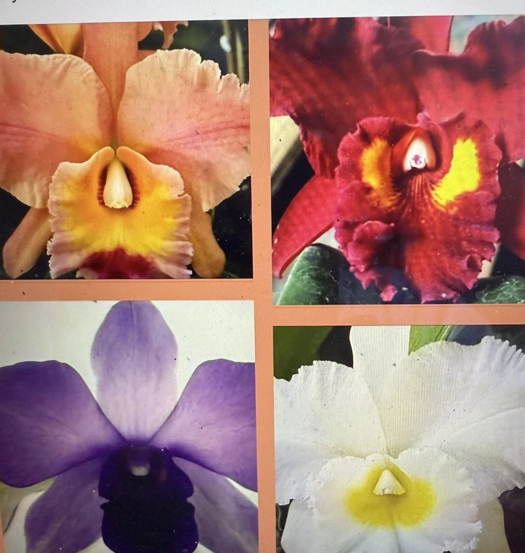 Cattleya Orchid Plant Deal Box of 10 Mixed Bare Root 2 Stem Each - Perfect for Gardens and Indoor Decor
