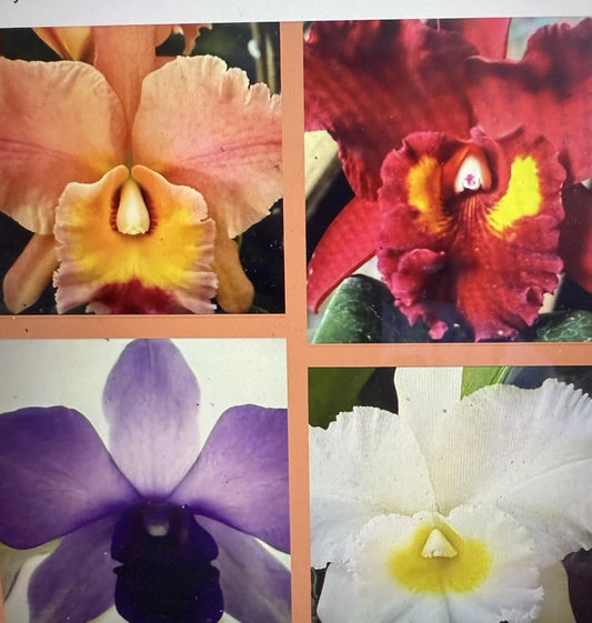 Cattleya Orchid Plant Deal Box of 10 Mixed Bare Root 2 Stem Each - Perfect for Gardens and Indoor Decor
