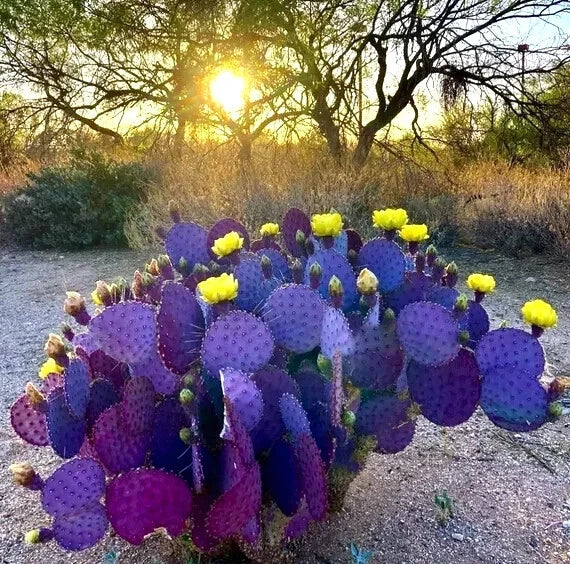 Purple Cactus Seeds - 10 Pack Opuntia Santa Rita Prickly Pear Fruit