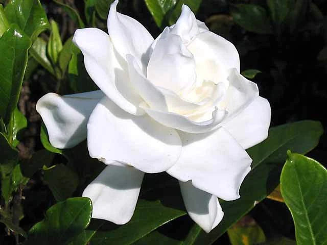 Heirloom Gardenia Bush 1ft Live Plant, White Cape Jasmine, Gardenia Jasminoides, Fragrant Shrub, Bare Root, USA Seller