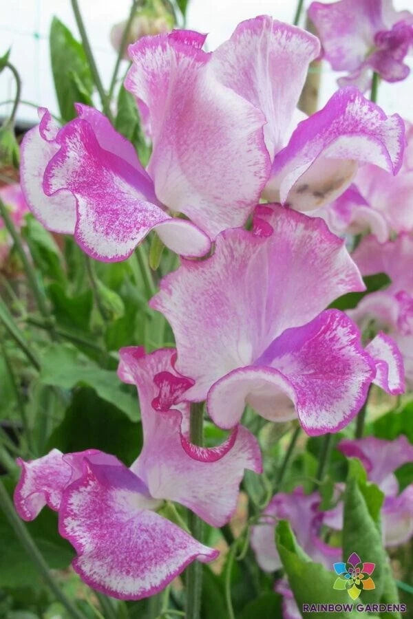 Lady Nicholson Sweet Pea Seeds - 50+ Seeds for Garden Planting - Lathyrus odoratus - USA Grown - Free Shipping