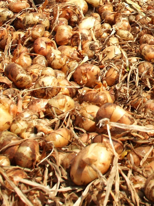 Borettana Yellow Cipollini Onion Seeds - Sweet Italian Flat Variety - Perfect for 2025 Planting