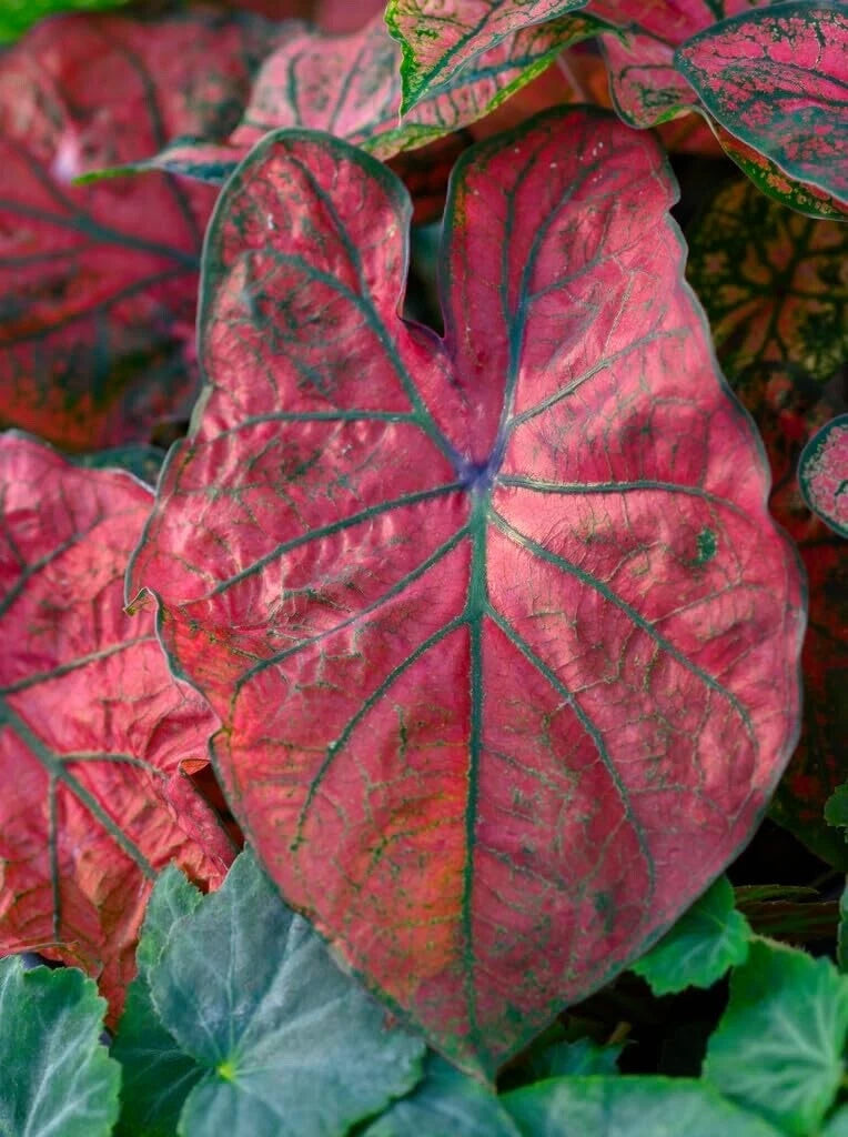 Caladium Bulbs for Planting - Festiva Variety, 6 Bulbs - Colorful Elephant Ears, Fancy Foliage