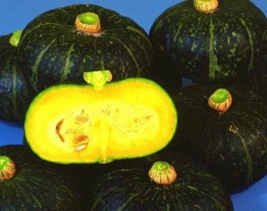 Black Kurinishiki Squash Seeds - 10 Seeds - Rare Edible Black Squash (Cucurbita maxima)