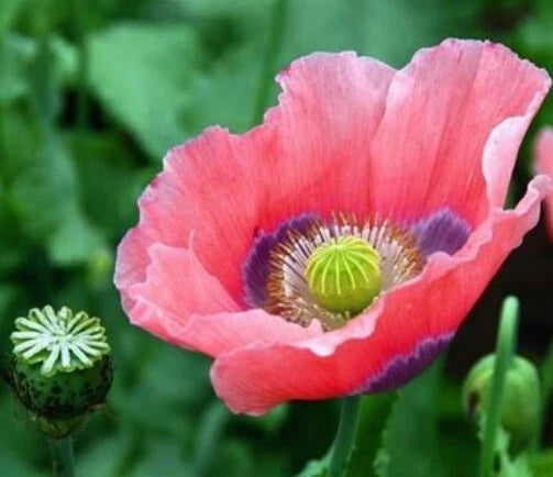 Bulk Rattle Poppy Seeds - 10,000 Giant Papaver somniferum for Garden Planting, Colorful Flowering Annuals