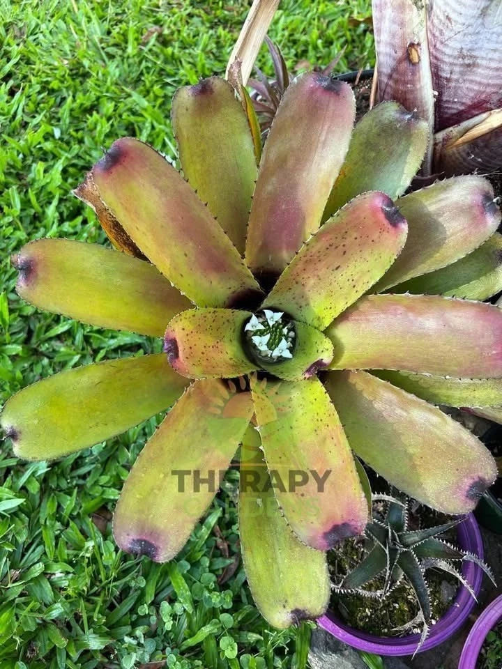 Bromeliad Plant - Neoregelia 'Carcharodon Silver x Domino' - Tropical Houseplant for Indoor Decor