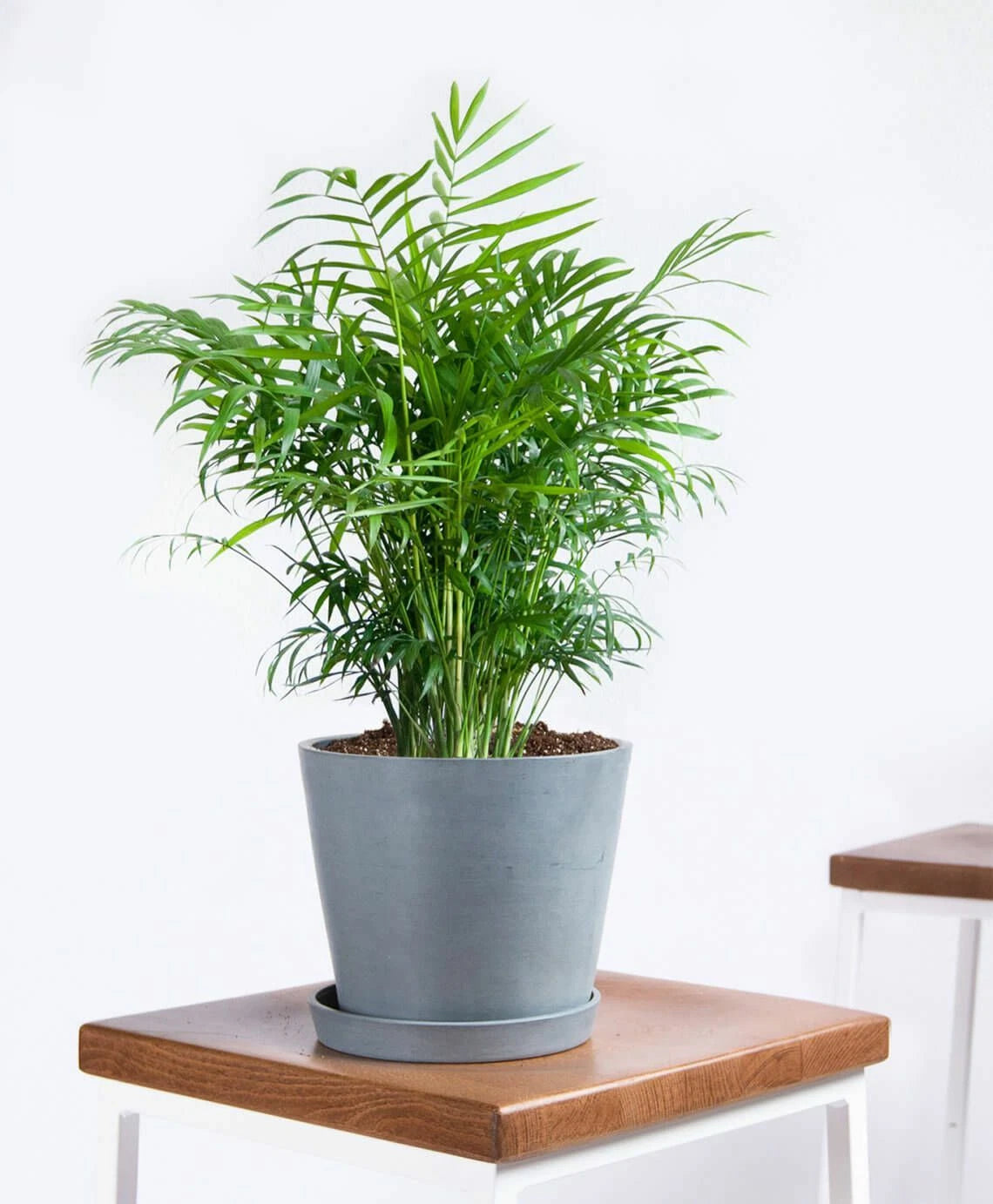 15 Seeds - Parlor Palm Chamaedorea elegans - Indoor House Plant - GroCo - Free Shipping